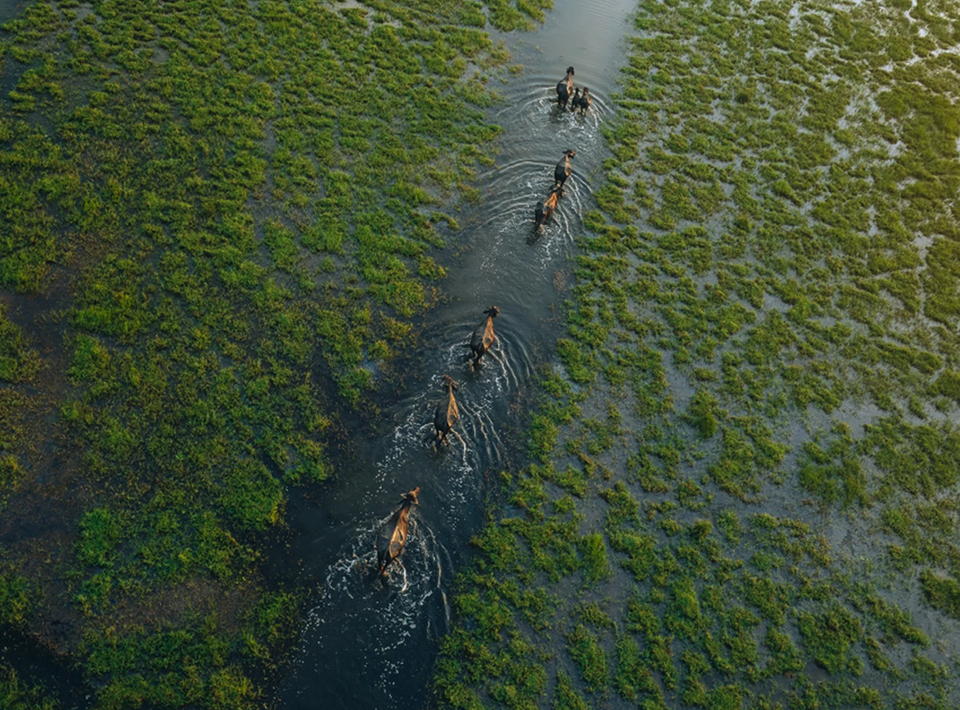 La armonía salvaje de la naturaleza desde el cielo