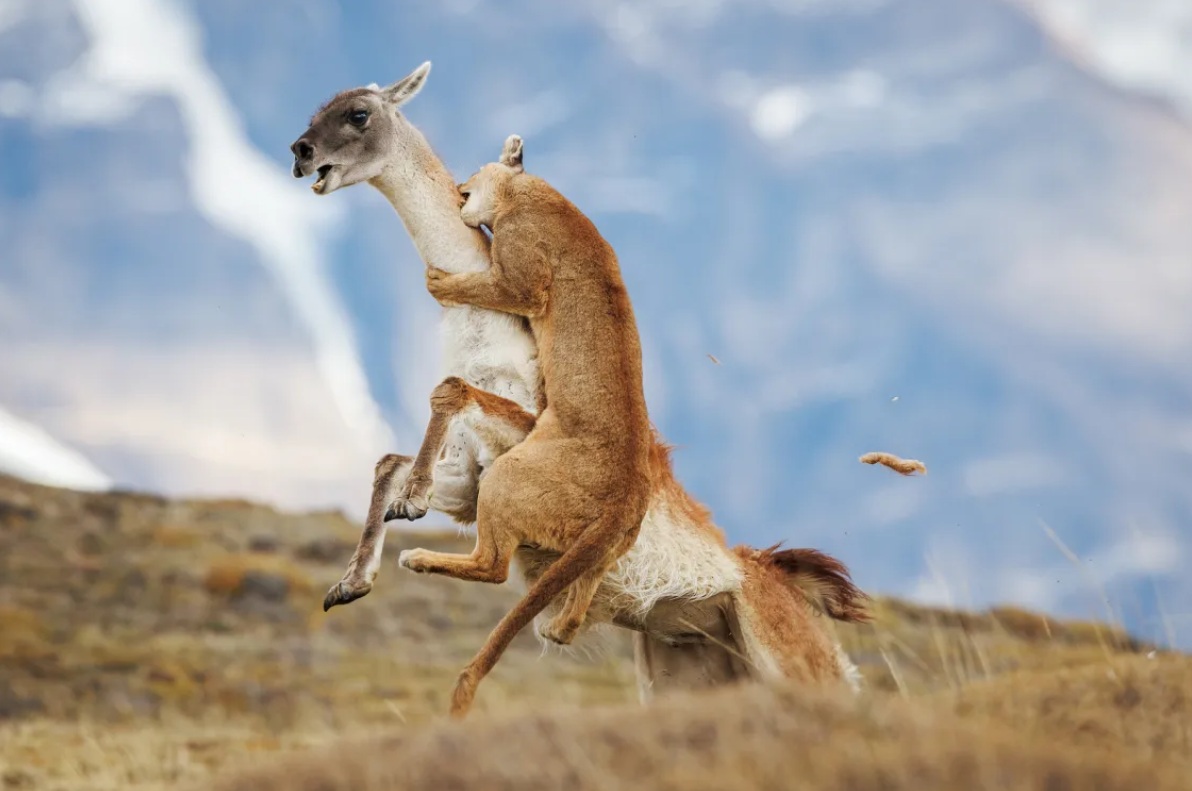 La lucha por la supervivencia en la Patagonia salvaje