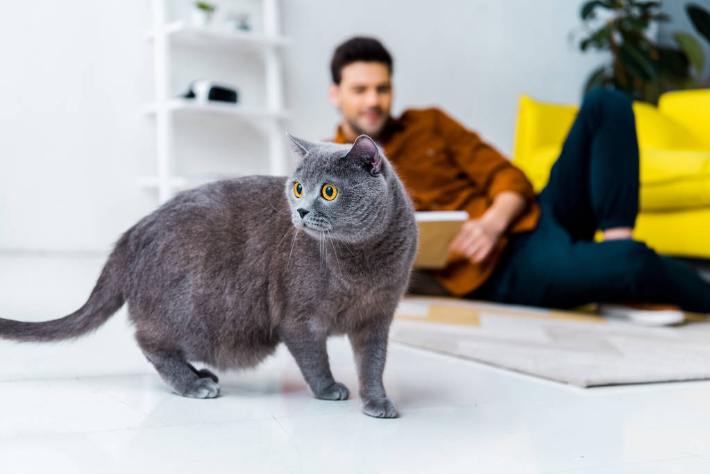 El parásito de los gatos: la infección silenciosa que preocupa a los científicos